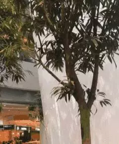 6月10日,去新加坡樟宜機場的乘客,竟然都期待飛機晚點!