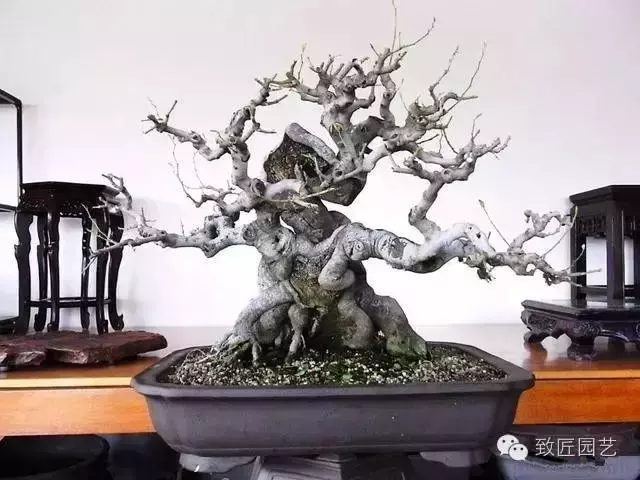 盆景造型基礎知識:盆景中枝的剪截與彎曲的方法