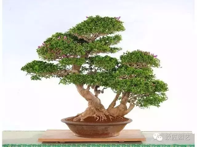 盆景造型基礎知識:盆景中枝的剪截與彎曲的方法