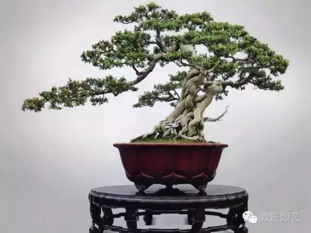 盆景造型基礎知識:盆景中枝的剪截與彎曲的方法