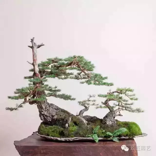 盆景造型基礎知識:盆景中枝的剪截與彎曲的方法