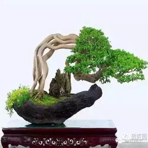 盆景造型基礎知識:盆景中枝的剪截與彎曲的方法