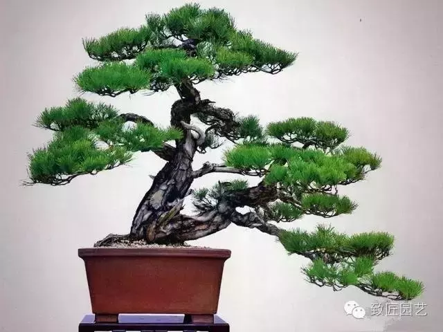盆景造型基礎知識:盆景中枝的剪截與彎曲的方法