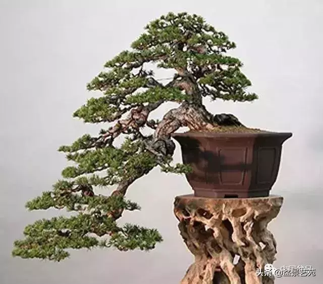 飄枝,讓盆景自然入畫