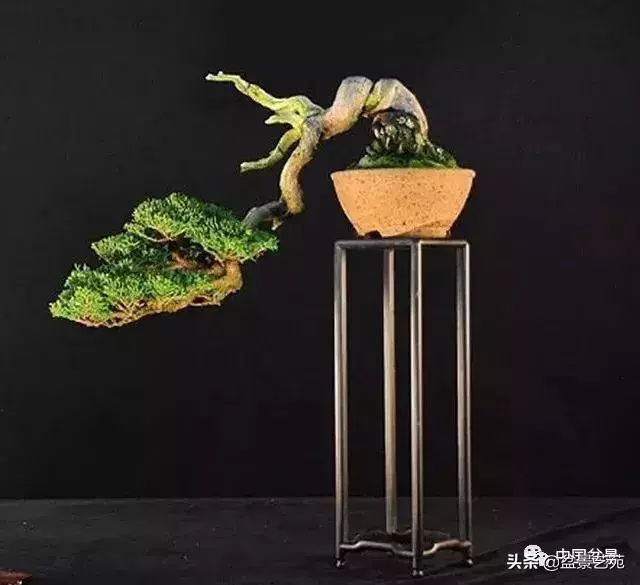 飄枝,讓盆景自然入畫