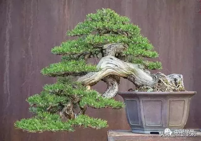飄枝,讓盆景自然入畫