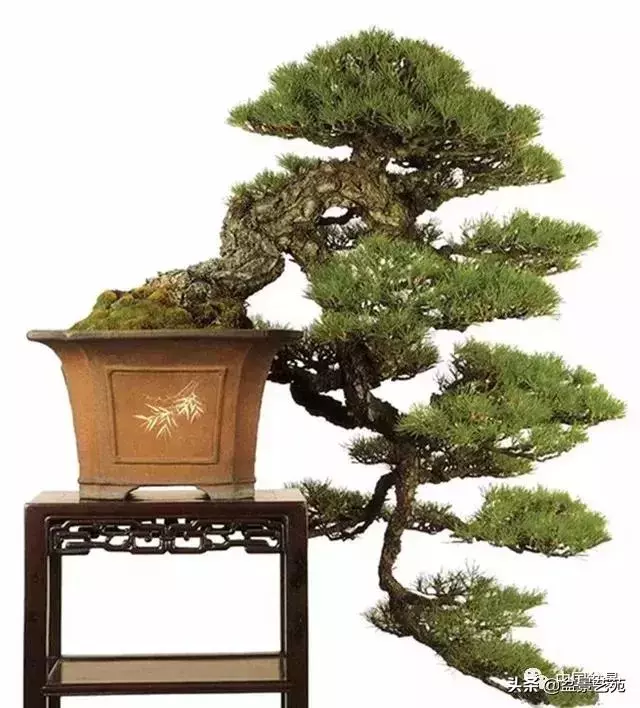 飄枝,讓盆景自然入畫