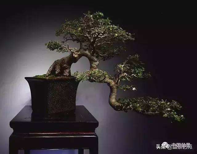 飄枝,讓盆景自然入畫