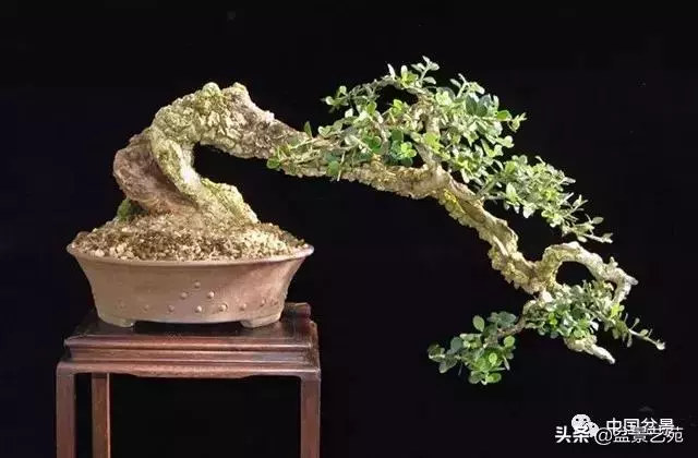 飄枝,讓盆景自然入畫