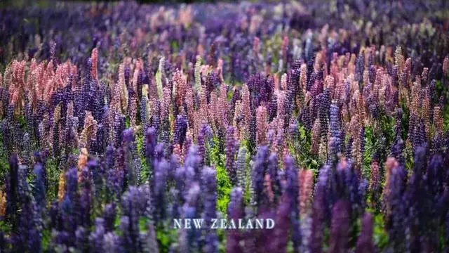 哪些國家旅遊最安全?最安全的10個國家推薦