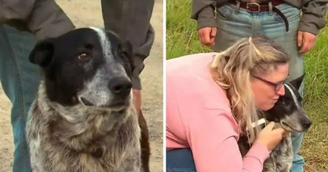 3歲小女孩走丟,身旁只有17歲愛犬忠誠守護,全靠愛犬救回一命