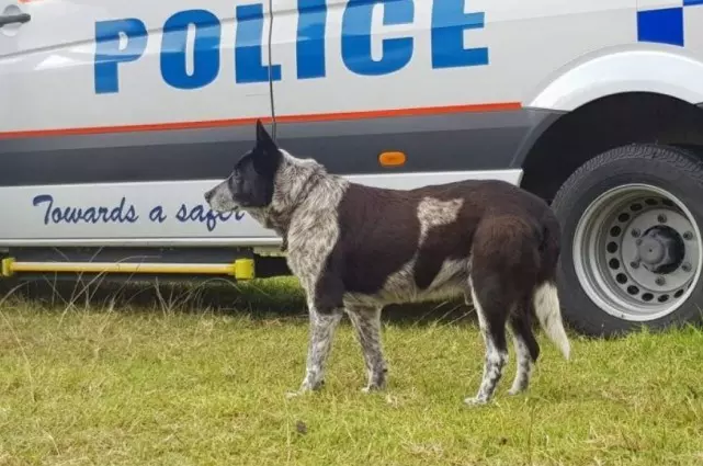 3歲小女孩走丟,身旁只有17歲愛犬忠誠守護,全靠愛犬救回一命