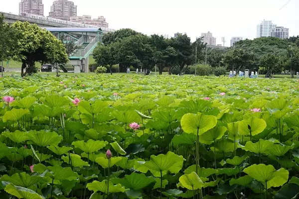 夏日荷花季開跑 新北三大賞荷祕境好好拍