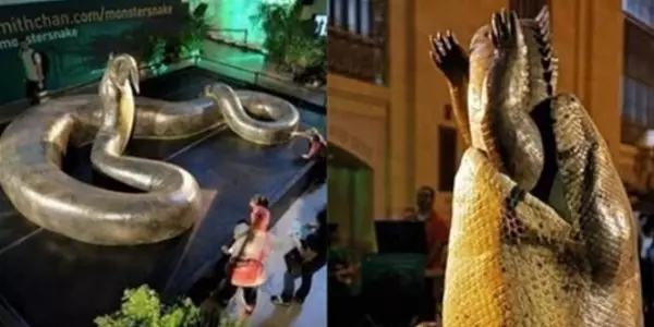 世界上最大的蟒蛇被捕獲!牠以鱷魚為食,直徑超過1米,體重達1134 公斤
