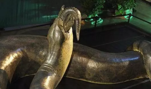世界上最大的蟒蛇被捕獲!牠以鱷魚為食,直徑超過1米,體重達1134 公斤