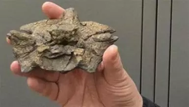 世界上最大的蟒蛇被捕獲!牠以鱷魚為食,直徑超過1米,體重達1134 公斤
