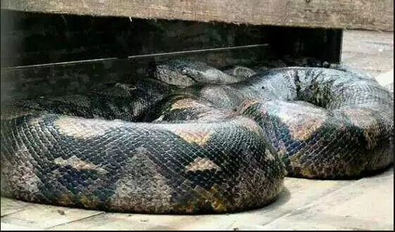 世界上最大的蟒蛇被捕獲!牠以鱷魚為食,直徑超過1米,體重達1134 公斤