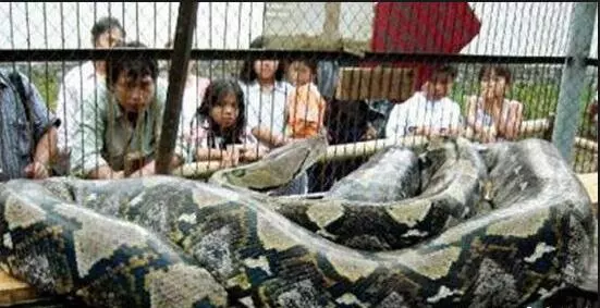 世界上最大的蟒蛇被捕獲!牠以鱷魚為食,直徑超過1米,體重達1134 公斤