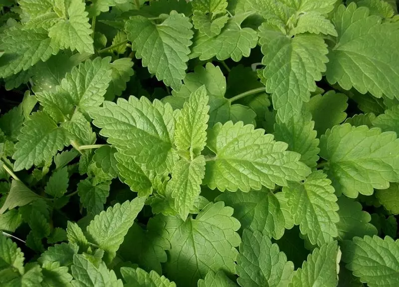 香草植物--貓薄荷栽培技術