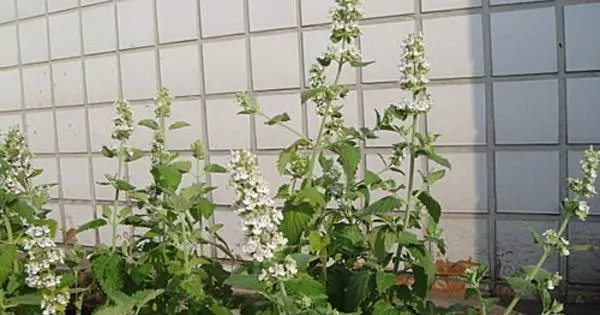 香草植物--貓薄荷栽培技術