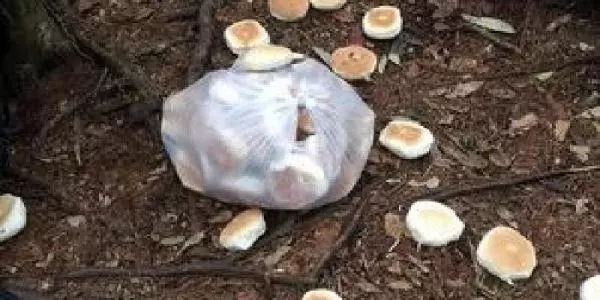 他勸阻登山客在地上看到這些「被丟棄的麵包」千萬不要撿!網友發毛:原來在這做儀式!