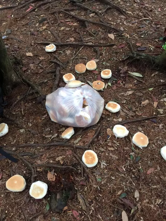 他勸阻登山客在地上看到這些「被丟棄的麵包」千萬不要撿!網友發毛:原來在這做儀式!
