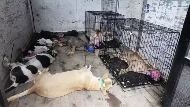 緬甸最大城市仰光流浪狗清理工作正式開始
