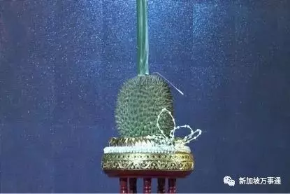 一粒就要賣6.5萬,壕出天際的榴槤原來就長這樣!