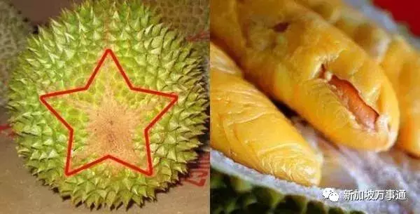 驚天騙局!原來我們吃的榴槤很多都是假貨!