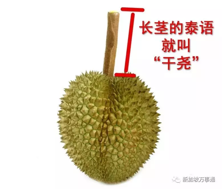 驚天騙局!原來我們吃的榴槤很多都是假貨!