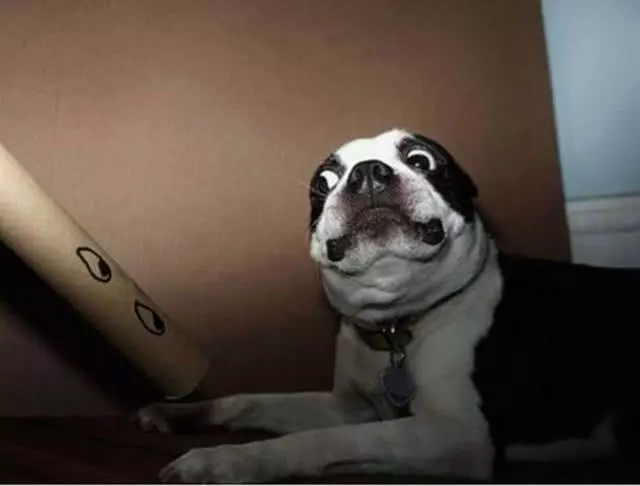 養狗常見6個訓犬錯誤,狗狗做壞事,可能就是這樣養成的