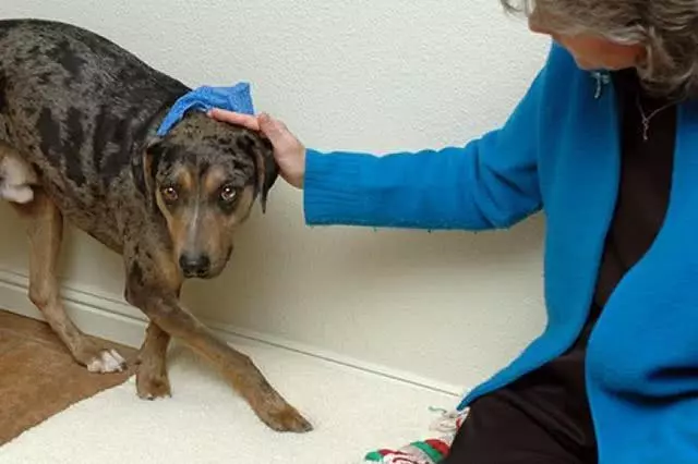 養狗常見6個訓犬錯誤,狗狗做壞事,可能就是這樣養成的