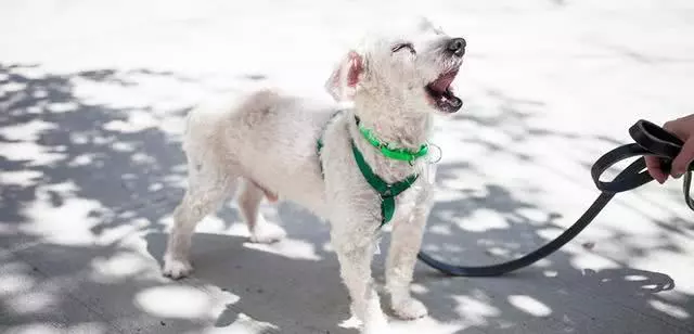 養狗常見6個訓犬錯誤,狗狗做壞事,可能就是這樣養成的