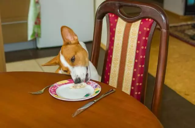 養狗常見6個訓犬錯誤,狗狗做壞事,可能就是這樣養成的