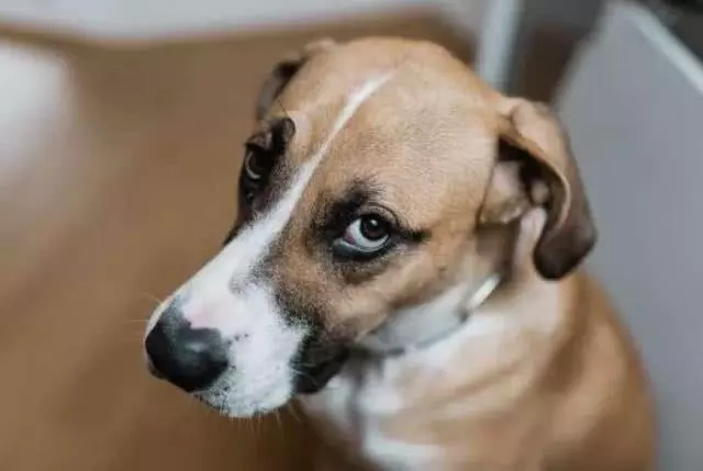 養狗常見6個訓犬錯誤,狗狗做壞事,可能就是這樣養成的