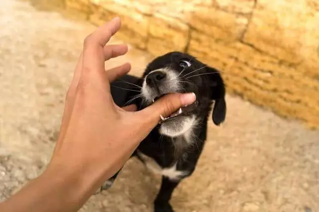 養狗常見6個訓犬錯誤,狗狗做壞事,可能就是這樣養成的