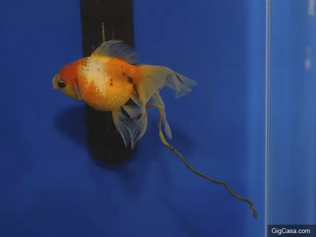 19個「只有大人看《小美人魚》」才會提出的疑問!這根本是來毀童年的!