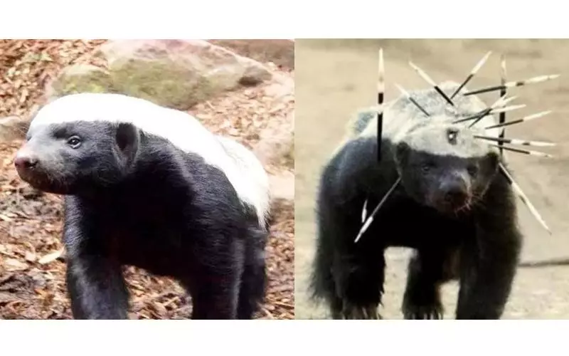 被自己蠢死的動物...「因為智商太低」幾乎被滅絕!連保育人員都崩潰嘆:真傻