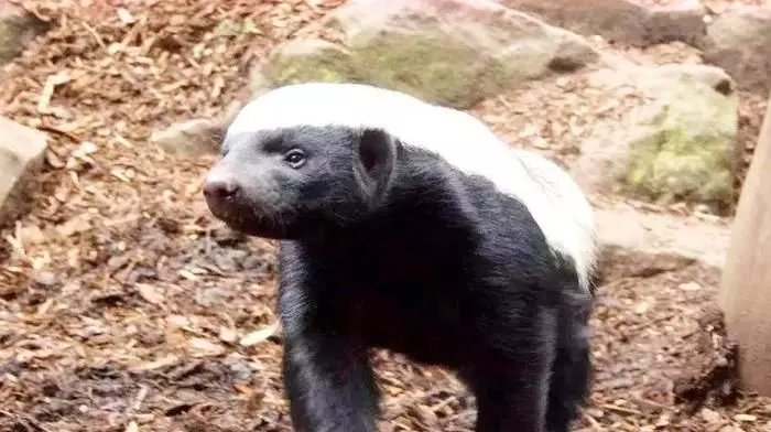 被自己蠢死的動物...「因為智商太低」幾乎被滅絕!連保育人員都崩潰嘆:真傻