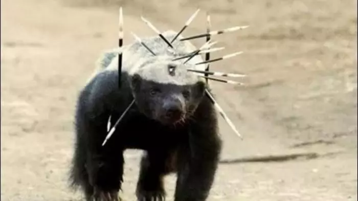被自己蠢死的動物...「因為智商太低」幾乎被滅絕!連保育人員都崩潰嘆:真傻