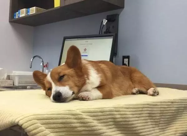 狗狗的四種不健康生活方式將導致慢性腎衰竭,尿毒症需從日常預防