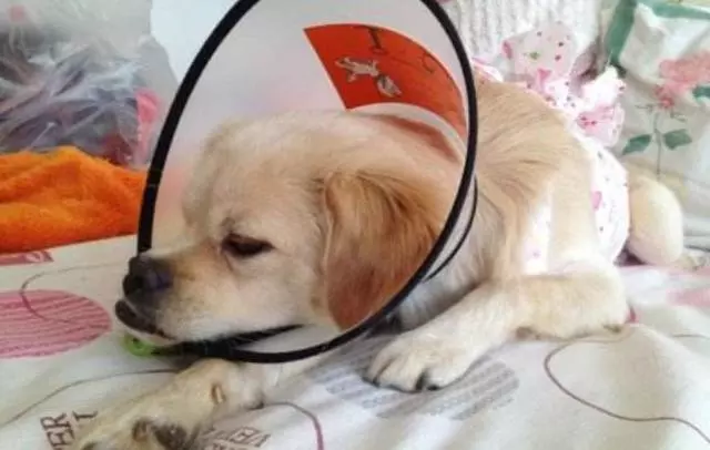 狗狗的四種不健康生活方式將導致慢性腎衰竭,尿毒症需從日常預防