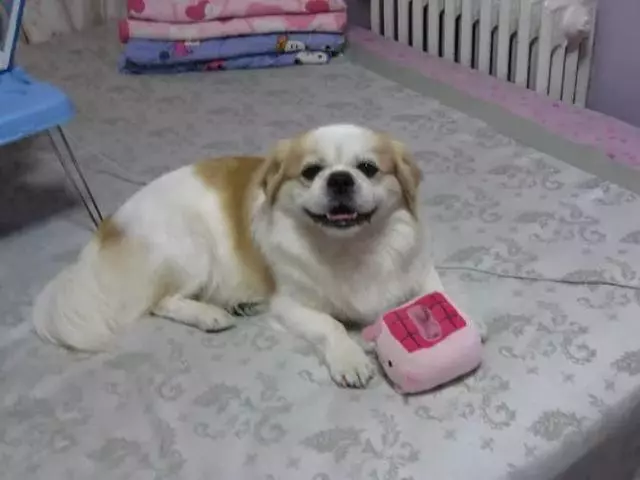 狗狗的四種不健康生活方式將導致慢性腎衰竭,尿毒症需從日常預防