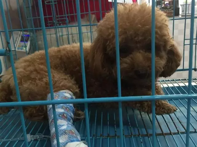 狗狗的四種不健康生活方式將導致慢性腎衰竭,尿毒症需從日常預防