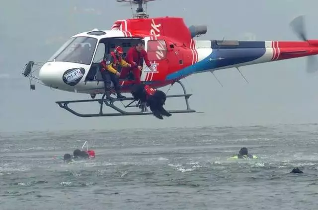搜救犬陪伴主人趕往災區,發現海難群眾後,竟從空中跳入海里營救