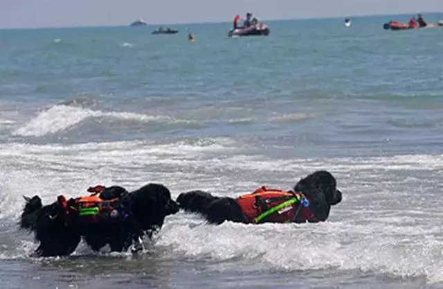 搜救犬陪伴主人趕往災區,發現海難群眾後,竟從空中跳入海里營救