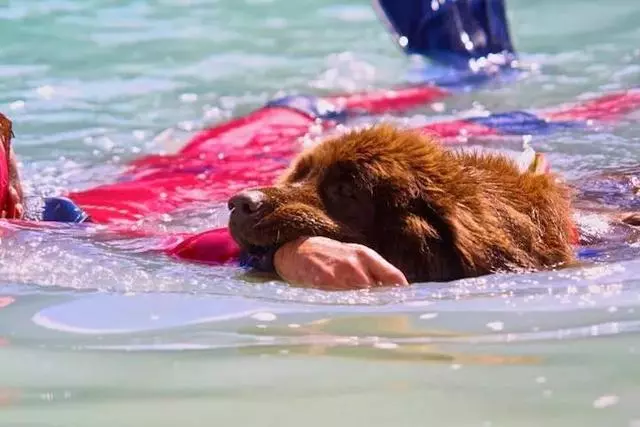 搜救犬陪伴主人趕往災區,發現海難群眾後,竟從空中跳入海里營救