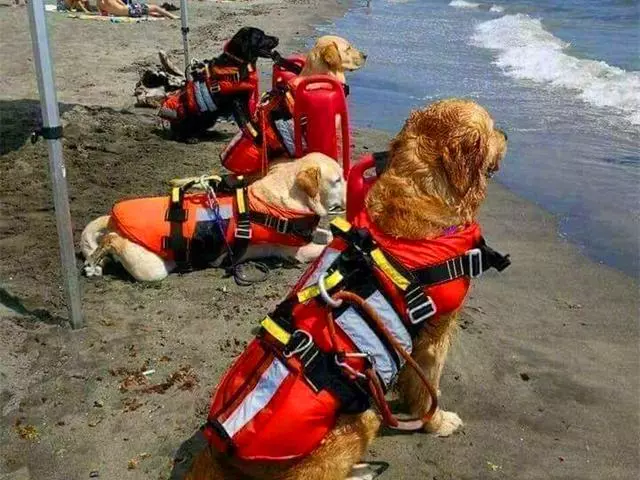 搜救犬陪伴主人趕往災區,發現海難群眾後,竟從空中跳入海里營救