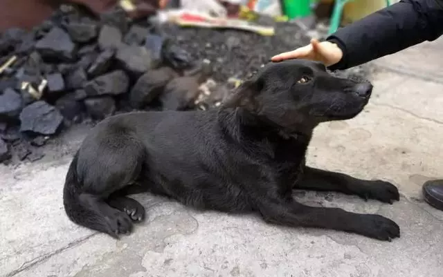 狗販子為何喜歡高價收購十年以上的老狗?細說你不知道的三點秘密