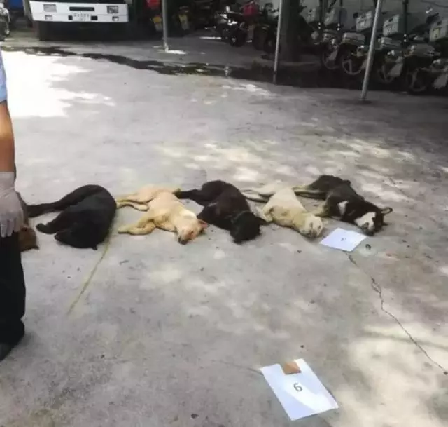 狗販子為何喜歡高價收購十年以上的老狗?細說你不知道的三點秘密